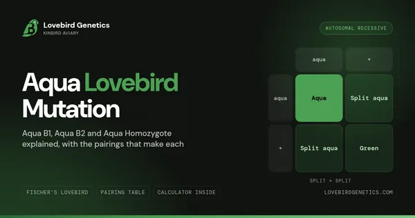 Aqua Lovebird Genetics: B1, B2, and Homo Explained