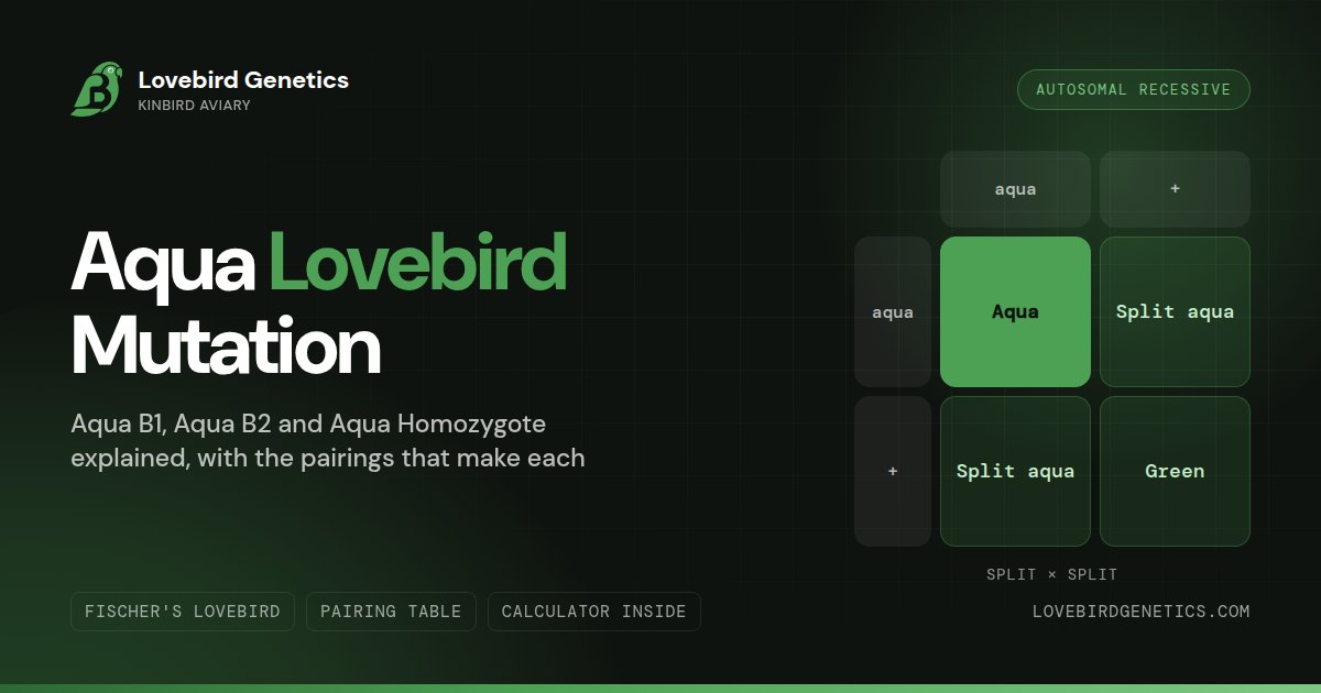 Aqua Mutation in Lovebirds:Aqua B1, Aqua B2 and Aqua Homozygote Explained
