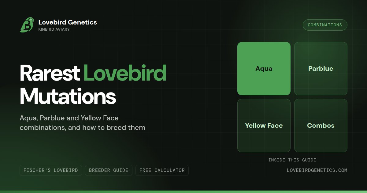 How to Breed the RarestLovebird Mutations