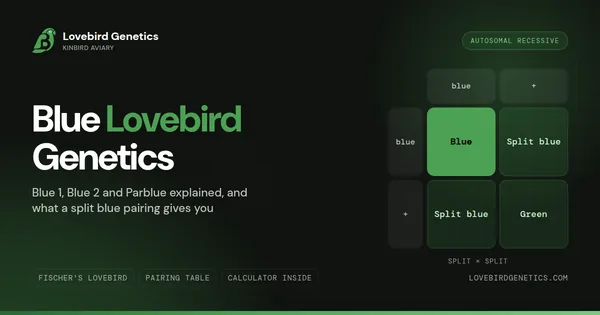 Blue Lovebird Genetics: Blue 1, Blue 2 and Parblue Explained