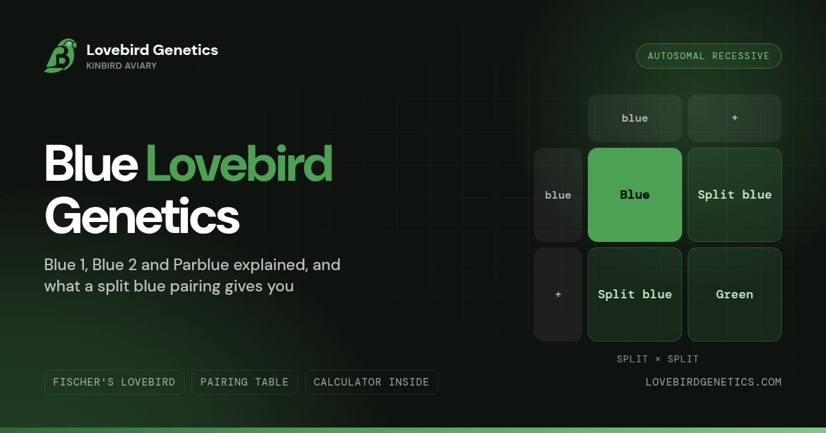 Blue Mutation in Lovebirds:Blue 1, Blue 2 and Parblue Explained