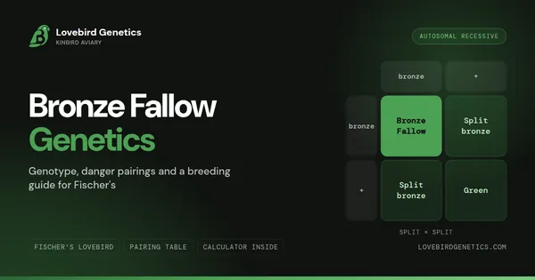 Bronze Fallow Lovebird Genetics: Genotype, Danger Pairings & Breeding Guide