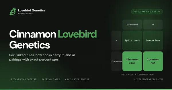 Cinnamon Lovebird Genetics: Sex-Linked Inheritance & All Pairings