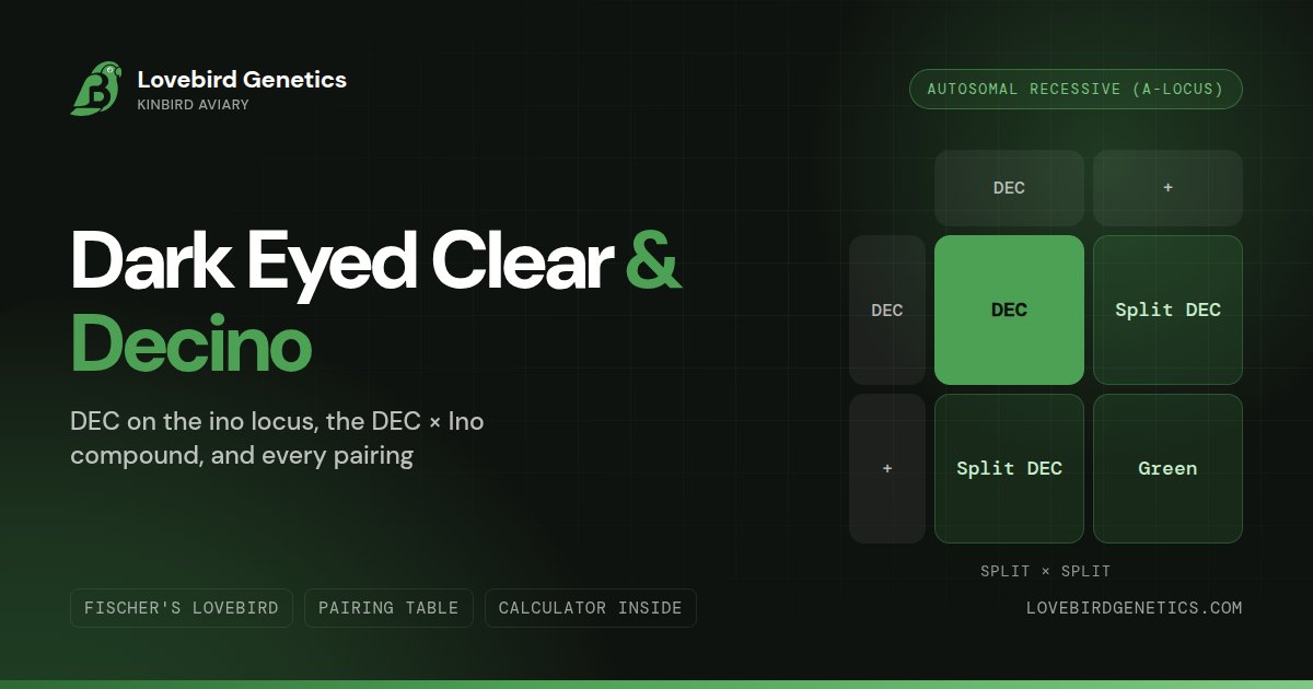 Dark Eyed Clear (DEC) & Decino in Lovebirds:Genetics Explained