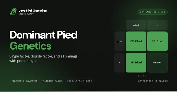 Dominant Pied Lovebird Genetics: SF, DF and All Pairings