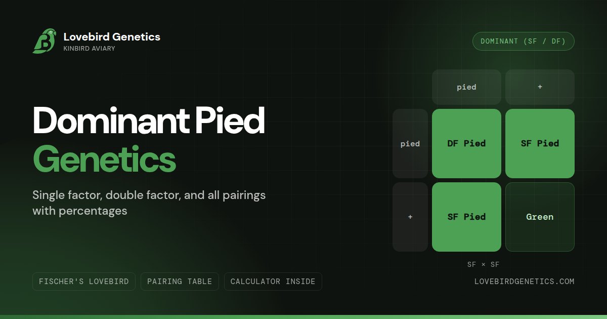 Dominant Pied Lovebird Genetics:SF, DF and All Pairings