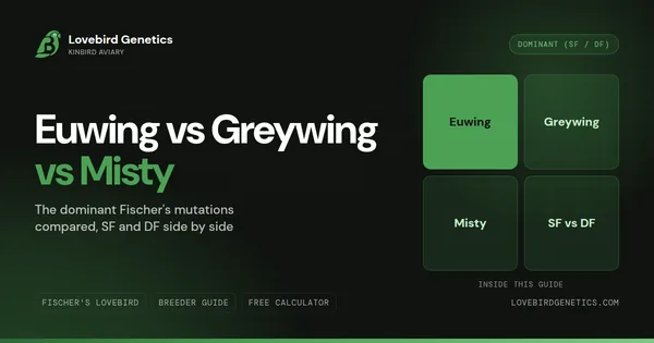 Euwing Lovebird vs Greywing vs Misty: The Dominant Mutations Compared
