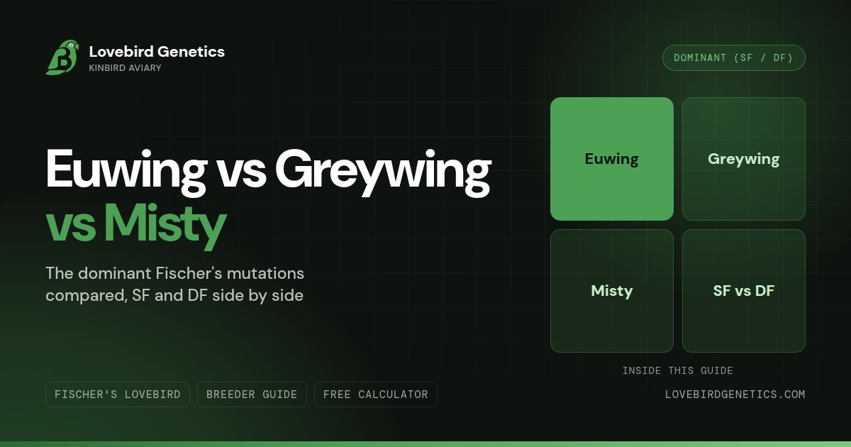 Euwing Lovebird vs Greywing vs Misty:The Dominant Lovebird Mutations Compared