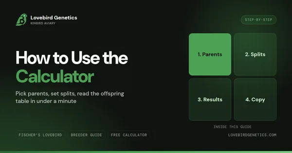 How to Use the Lovebird Genetics Calculator, Step-by-Step Guide