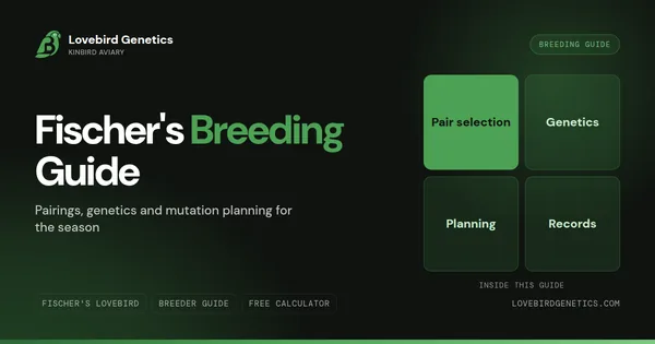 Lovebird Breeding Guide: Pairings, Nesting, Rotation Method & Record-Keeping