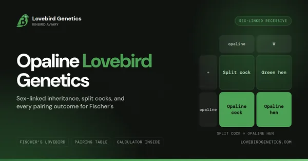 Opaline Lovebird Genetics: The Complete Breeder's Guide
