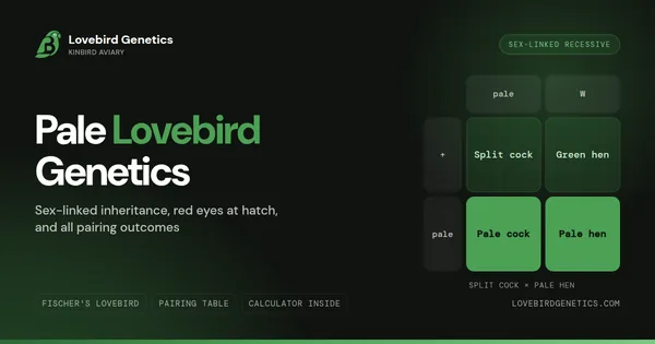 Pale Lovebird Genetics: Sex-Linked Inheritance, Red Eyes at Hatch and All Pairings