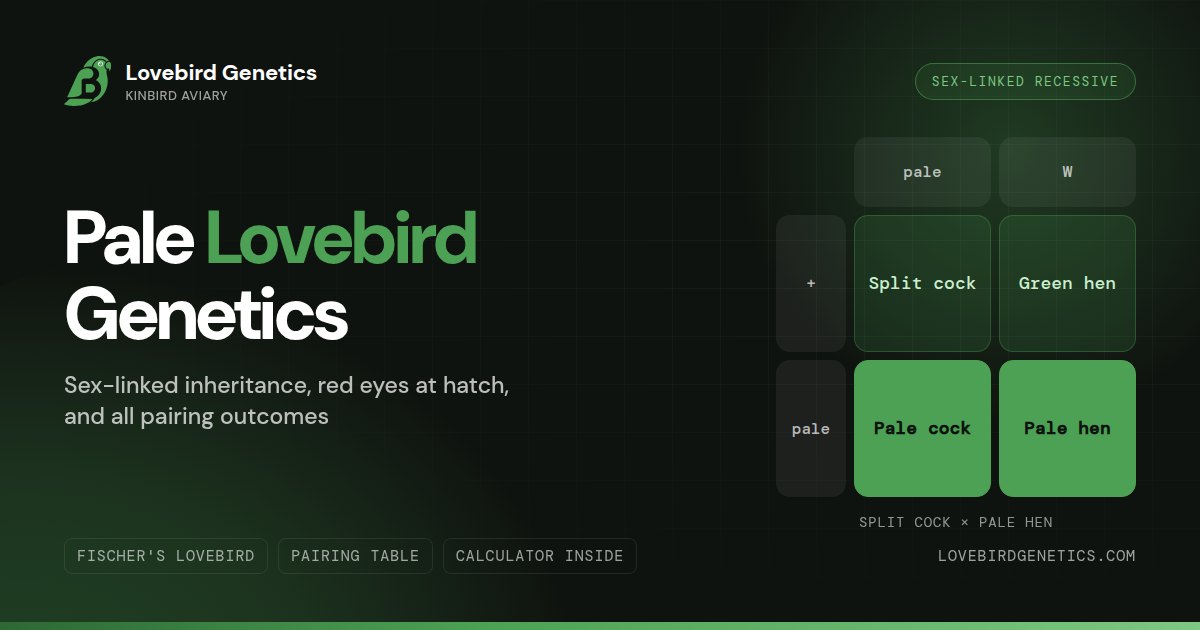 Pale Lovebird Genetics:Sex-Linked Inheritance, Red Eyes at Hatch and All Pairings