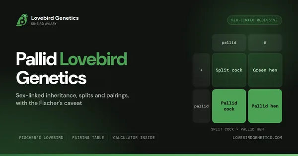 Pallid Lovebird Genetics: Sex-Linked Inheritance & All Pairings