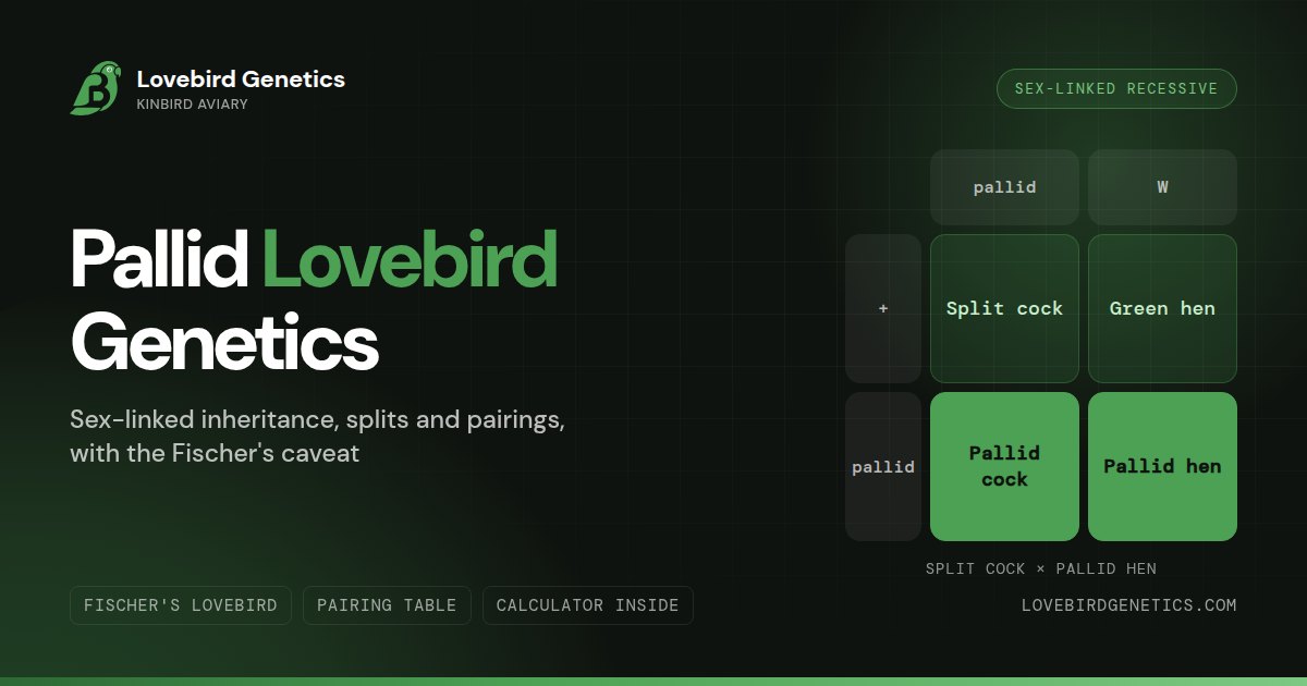Pallid Mutation in Lovebirds:Sex-Linked Inheritance, Splits and Pairings