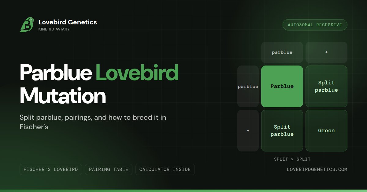 Parblue Mutation in Lovebirds: Split Parblue, Pairings & How to Breed It