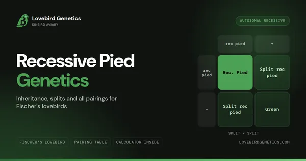 Recessive Pied Lovebird Genetics: Inheritance, Splits and All Pairings