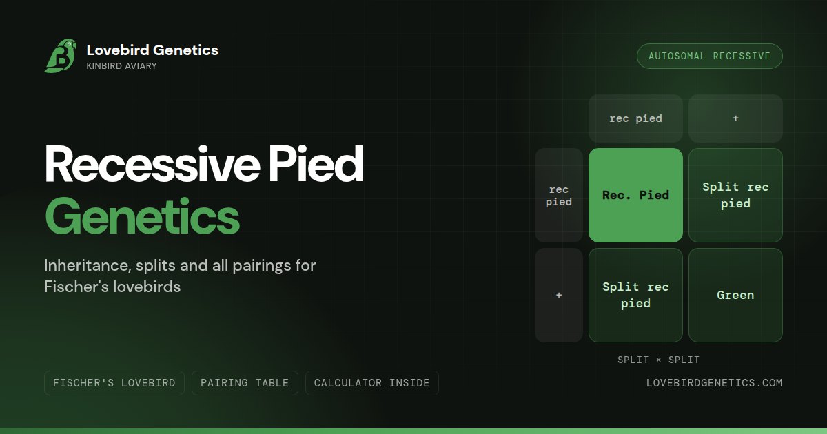 Recessive Pied Lovebird Genetics:Inheritance, Splits and All Pairings