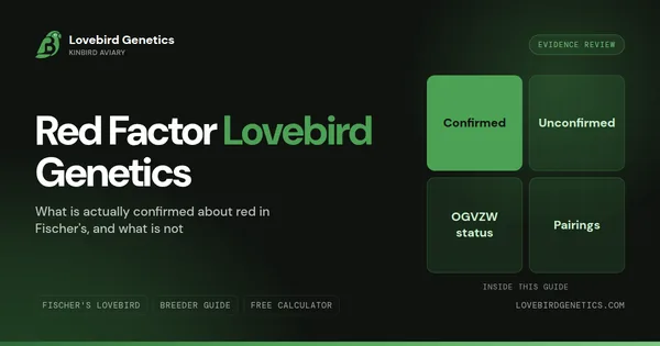 Red Factor Lovebird Genetics: What Is Actually Confirmed, and What Is Not