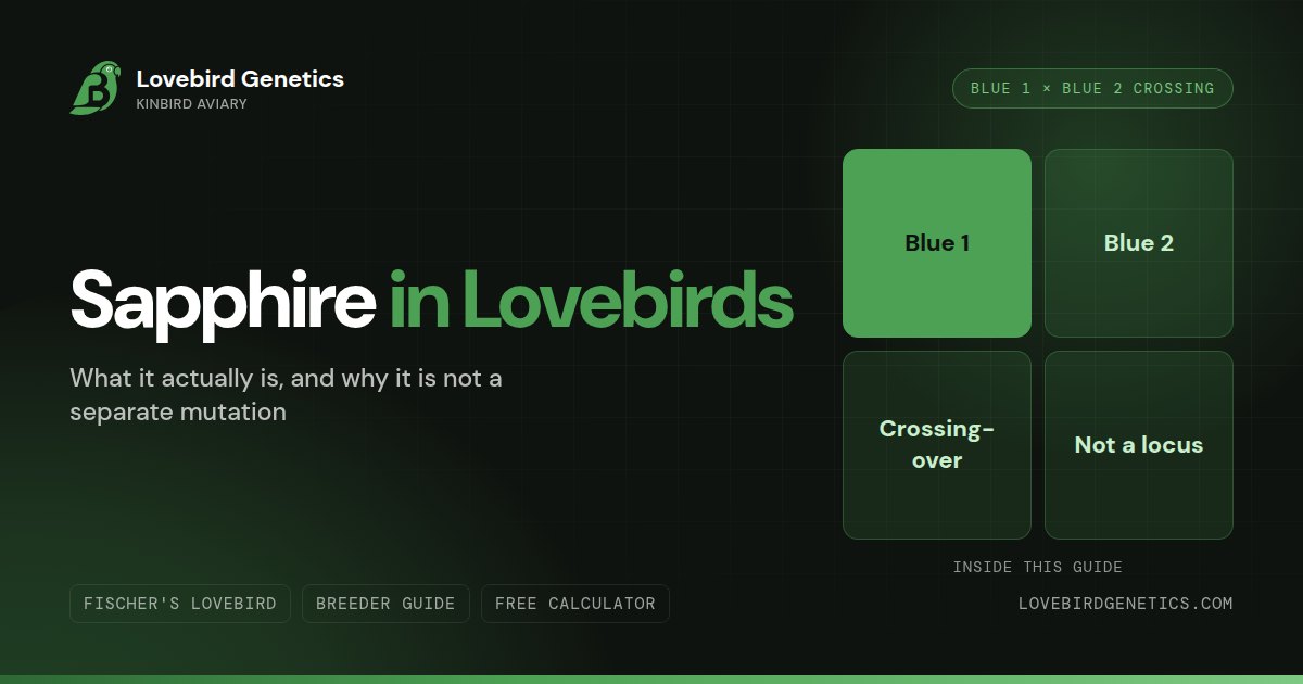 Sapphire in Lovebirds:What It Actually Is, and Why It Is Not a Separate Mutation