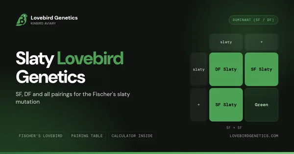 Slaty Lovebird Genetics: SF, DF and All Pairings