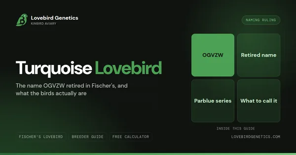 Turquoise in Lovebirds: What the Current List Actually Records