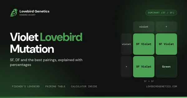 Violet Lovebird Mutation: SF, DF and Best Pairings Explained