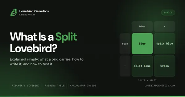 What Is a "Split" Lovebird? Explained Simply