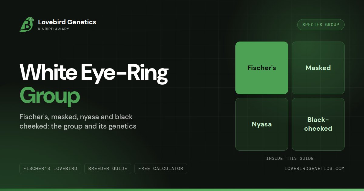 White Eye-Ring Group Lovebirds