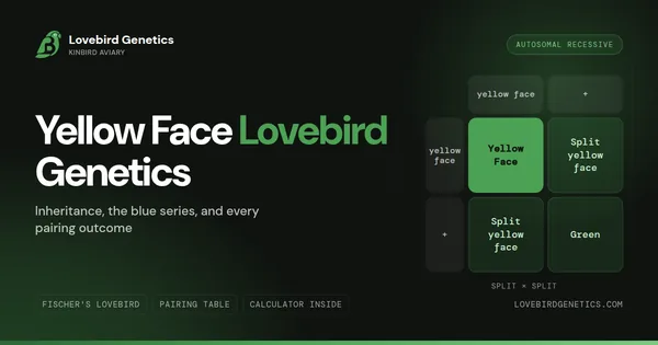 Yellow Face Lovebird Genetics: Inheritance, Splits & Best Pairings